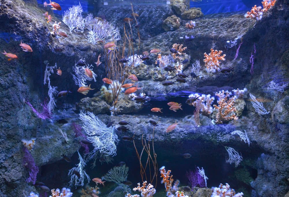 Poisson dans l'aquarium de Séville
